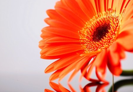 Orange Flower - beauty, nice, fresh, nature, cool, plant, orange, color, flower