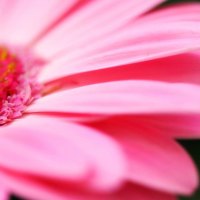 Pink Daisy HD