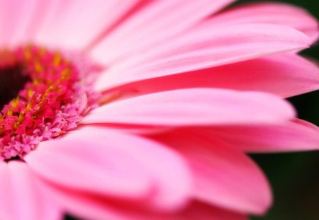 Pink Daisy HD - beauty, nice, fresh, good, nature, amazing, pink, plant, flower