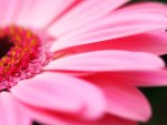 Pink Daisy HD