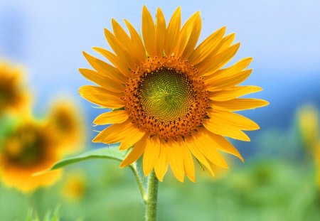 Single Sunflower - yellow, amazing, beauty, flower, plant, fresh, nature, sunflower, nice, color, good