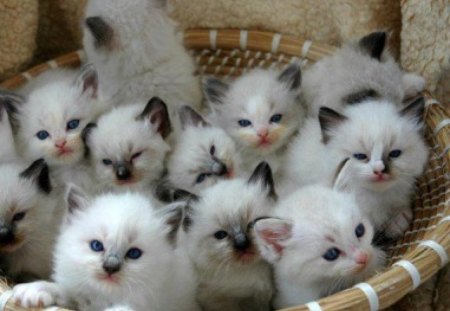 The cutest kittens <3 - cute, cats, kittens, animals