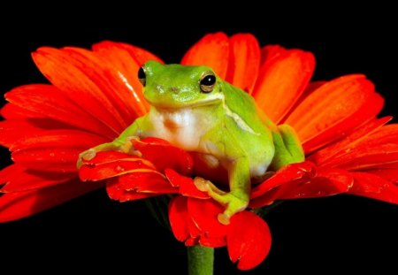 Prince - red, animals, petals, flowers, frog, nature