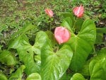 Flamingo Lilies at the Island