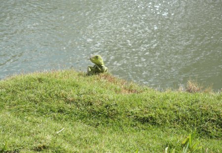 I am here !! - photography, green, rivers, iguana lizard, grass