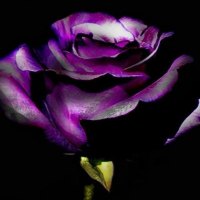 Purple Rose