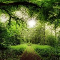 road through a magical forest