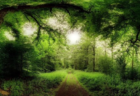 road through a magical forest - trees, forests, popular, wallpaper, road, nature, forest, green, canopy, dirt path, brush