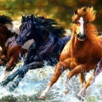 Horses running through water at shore