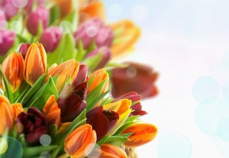 *** Bunch of tulips *** - flowers, colorful, tulips, nature, flower