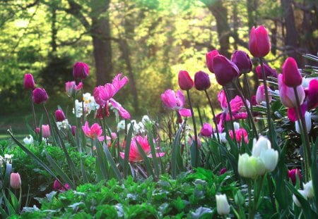 tulips - flowers, spring, tulips, garden