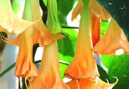 orange - flowers, trumpet, orange, nature