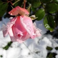 Winter Rose