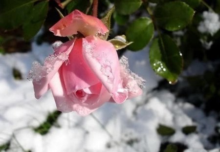 Winter Rose - ice, water drops, winter, rose, nature, pink, green leaves, frost, frozen