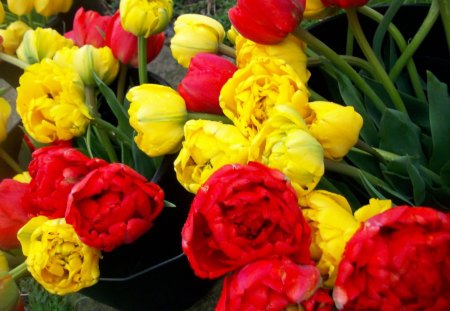 tulips - tulips, flowes, yellow, red