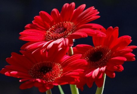 red flowers - flowers, red, gerbera, beautiful