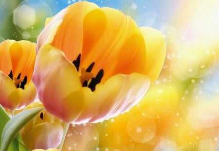 *** Yellow tulips *** - nature, tulips, flowers, yellow