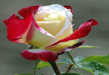 Colorful rose - tenderness, yellow, colors, petals, flowers, colorful, white, red, water drops, soft, green leaves