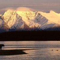 Bear near the mount Katolinat in Alaska