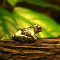 Frog on a log