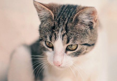 Cat - nose, white, animal, pink, beauty, cat, fur