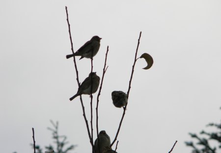 Frozen... - frozen, birds, winter, nature