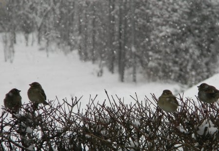 Birds in wintertime - birds, winter, nature, animals