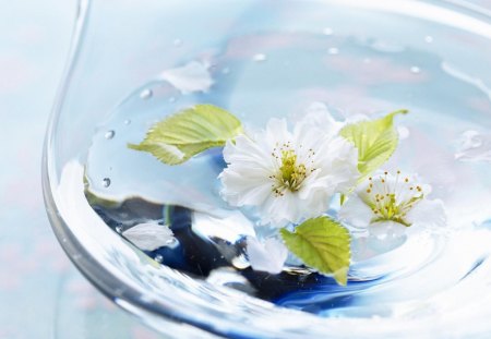 Spring - glass, flower, water, aqua, spring, blue, white, bowl, leaf, green