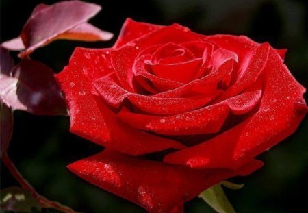 Red Rose - beauty, droplets, dew on a rose, roses, rose, lovely, nature, tears rose, red, beautiful, flowers, flower, red rose, drops