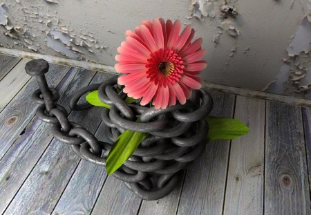 Beauty in chains - pretty, beautiful, beauty, lovely, flowers, street, chains, nice, gerbera, wall