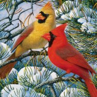 Winter cardinals