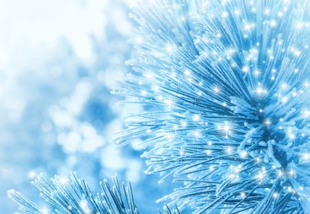 Winter Ecstasy - pine, shine, cold, january, tree, stars, winter, sparkle, christmas, glow, december, frost, blue, snow, freeze, feliz navidad, crystals