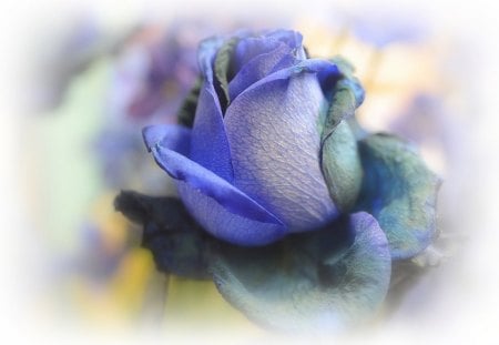 Delicate Blue Rose - rose, delicate, flower, blue