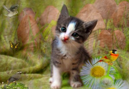 A kitten's dream - cute, cat, animals, kitten