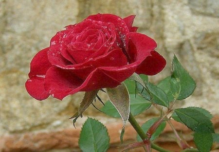 red rose - bloom, rose, single, red