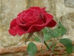 red rose