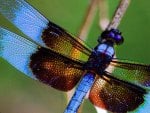 dragonfly wings