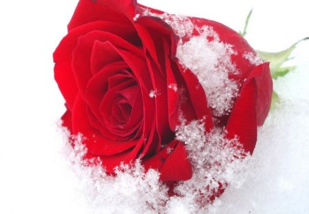 soft bud - single, red, snow, bud, rose