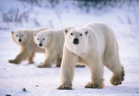 Polar bear family - ear, polar, cub, snow, mother, family, Arctic