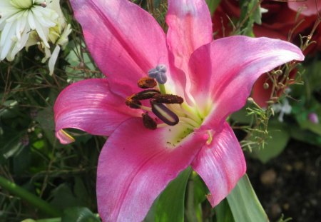 Pink Lillie - flowers, flora, plants, lillies