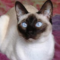 Siamese cat