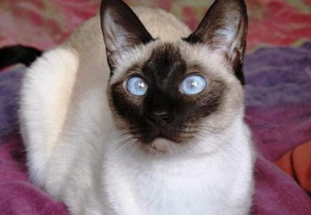 Siamese cat