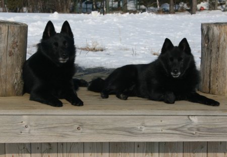 Schipperke dogs - cannie, snow, dog, schipperke, black