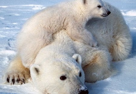 Mother and baby polar bear - cub, bear, polar, mother, love, snow