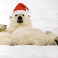 Funny holiday bear