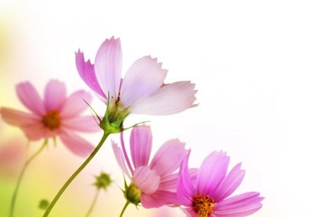 Delicate Fresh Flowers♥ - delicate, summer, sunshine, light, pink, flowers, fresh, nature, green, bright, field