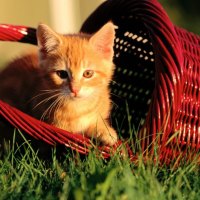 A orange kitten in a basket