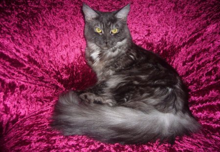 A maine coon cat