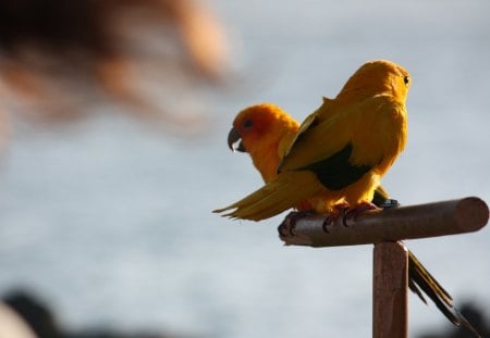 Sun Conure - Parrots - birds, sunny, perch, Parrots