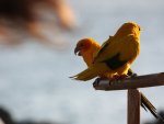 Sun Conure - Parrots